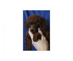 Toy French Poodle (Toy Poodle) puppies for sale