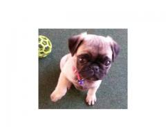 Pure breed pug puppies for sale