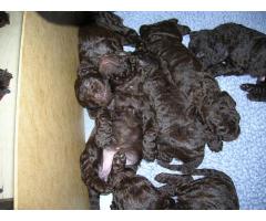 Cute and Lovely American Water Spaniel Puppies willing to meet a caring Family now.
