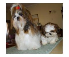 Shih Tzu male pups