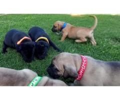 Boerboel puppies for sale (Black and fawn color)