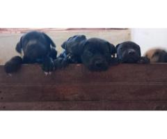 Boerboel puppies for sale (Black and fawn color)