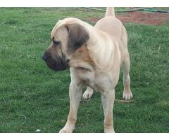 Boerboel puppies for sale (Black and fawn color)