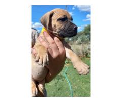 Boerboel puppies for sale (Black and fawn color)