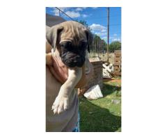 Boerboel puppies for sale (Black and fawn color)