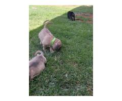 Boerboel puppies for sale (Black and fawn color)