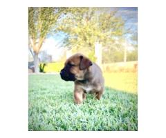 Pedigree Boerboel puppies – Avontuur/Kadima/SA Superior / Breker Bloodline - SOLD