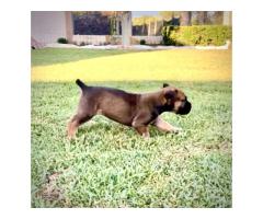 Pedigree Boerboel puppies – Avontuur/Kadima/SA Superior / Breker Bloodline - SOLD