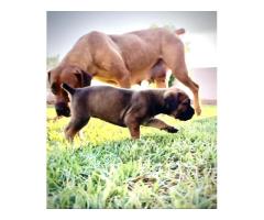 Pedigree Boerboel puppies – Avontuur/Kadima/SA Superior / Breker Bloodline - SOLD