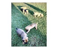 Pedigree Boerboel puppies – Avontuur/Kadima/SA Superior / Breker Bloodline - SOLD