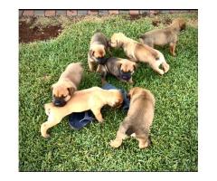 Pedigree Boerboel puppies – Avontuur/Kadima/SA Superior / Breker Bloodline - SOLD