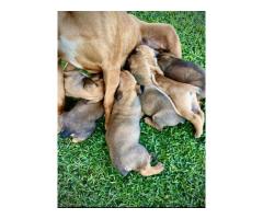 Pedigree Boerboel puppies – Avontuur/Kadima/SA Superior / Breker Bloodline - SOLD