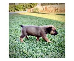 Pedigree Boerboel puppies – Avontuur/Kadima/SA Superior / Breker Bloodline - SOLD