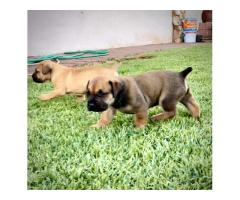 Pedigree Boerboel puppies – Avontuur/Kadima/SA Superior / Breker Bloodline - SOLD