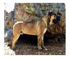 Pedigree Boerboel puppies – Avontuur/Kadima/SA Superior / Breker Bloodline - SOLD