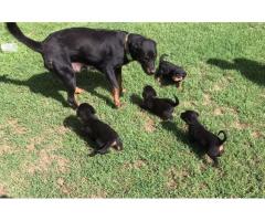 Rottweiler puppies for sale - Pretoria - Booysens