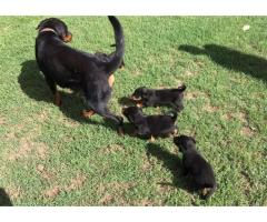 Rottweiler puppies for sale - Pretoria - Booysens