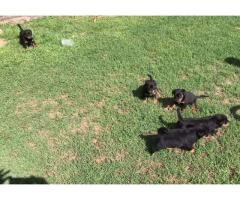 Rottweiler puppies for sale - Pretoria - Booysens