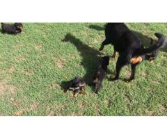 Rottweiler puppies for sale - Pretoria - Booysens