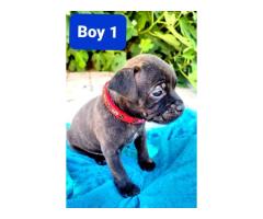 Staffordshire Bull Terrier Puppies for sale (pure bred) - SORRY SOLD