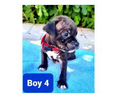 Staffordshire Bull Terrier Puppies for sale (pure bred) - SORRY SOLD