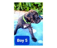 Staffordshire Bull Terrier Puppies for sale (pure bred) - SORRY SOLD