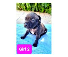 Staffordshire Bull Terrier Puppies for sale (pure bred) - SORRY SOLD