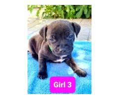 Staffordshire Bull Terrier Puppies for sale (pure bred) - SORRY SOLD