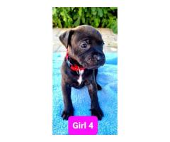 Staffordshire Bull Terrier Puppies for sale (pure bred) - SORRY SOLD