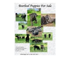 Boerboel Puppies for sale in Gauteng
