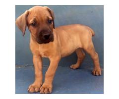 Beautiful boerboel puppies for sale from champion bloodlines