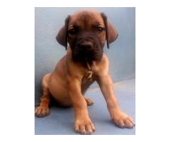 Beautiful boerboel puppies for sale from champion bloodlines