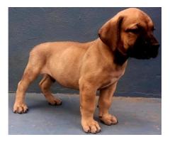 Beautiful boerboel puppies for sale from champion bloodlines