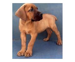 Beautiful boerboel puppies for sale from champion bloodlines