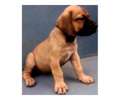 Beautiful boerboel puppies for sale from champion bloodlines