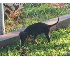 Dobermann puppy for sale