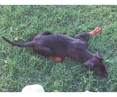 Dobermann puppy for sale