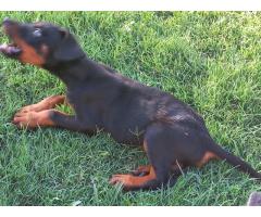 Dobermann puppy for sale