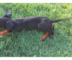 Dobermann puppy for sale