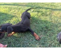 Dobermann puppy for sale