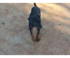 Dobermann puppy for sale