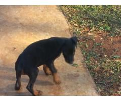 Dobermann puppy for sale