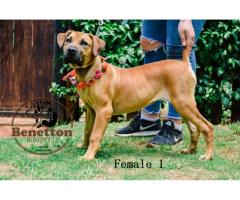 Stunning pedigree BOERBOEL puppies for sale in PRETORIA