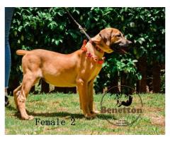 Stunning pedigree BOERBOEL puppies for sale in PRETORIA