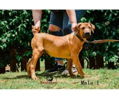 Stunning pedigree BOERBOEL puppies for sale in PRETORIA