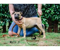 Stunning pedigree BOERBOEL puppies for sale in PRETORIA