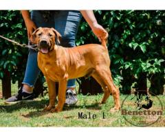 Stunning pedigree BOERBOEL puppies for sale in PRETORIA