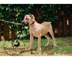 Stunning pedigree BOERBOEL puppies for sale in PRETORIA