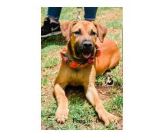 Stunning pedigree BOERBOEL puppies for sale in PRETORIA