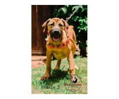 Stunning pedigree BOERBOEL puppies for sale in PRETORIA